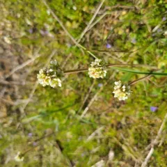Wholeleaf Saxifrage thumbnail 4