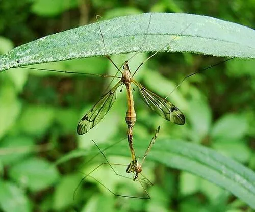 Tipula senega