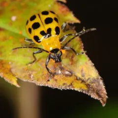 Spotted Cucumber Beetle thumbnail 5
