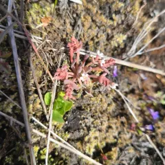 Pale Springbeauty thumbnail 4