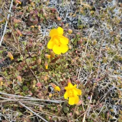 Small-leaf Monkeyflower thumbnail 1