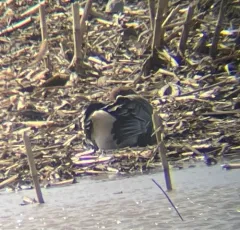 Pink-footed Goose thumbnail 3