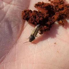 Flaxen Click Beetle thumbnail 4