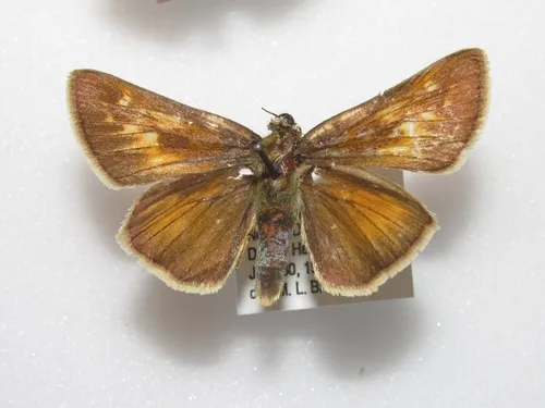 Ottoe Skipper