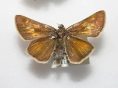 Ottoe Skipper thumbnail 1