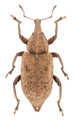 Listronotus caudatus thumbnail 2