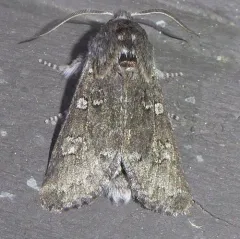 Roland's Sallow thumbnail 3
