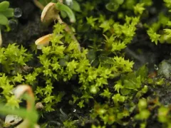 Hornschuch's Beard-moss thumbnail 2