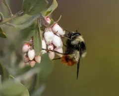 Red-tailed Bumblefly thumbnail 4