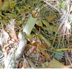 Half-free Morel thumbnail 4