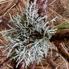 Seaside Bone Lichen thumbnail 3