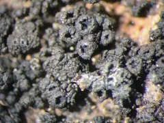 Pyrenopsis polycocca thumbnail 2