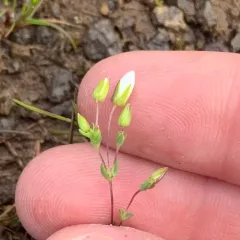 California sandwort thumbnail 2