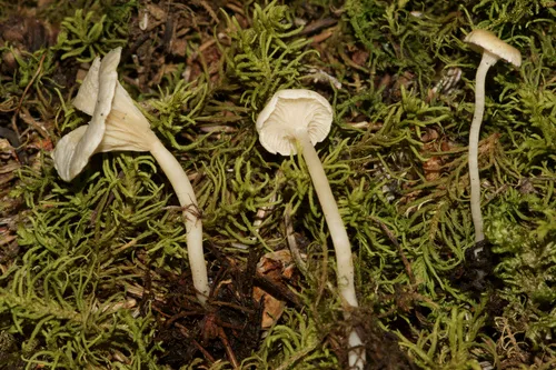 Cantharellopsis prescotii