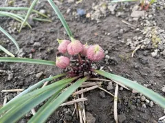 Cascade onion thumbnail 3