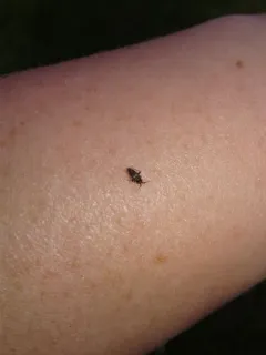 Whitemarked Fleahopper thumbnail 4