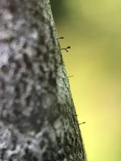 Alder Stickpin Lichen thumbnail 2