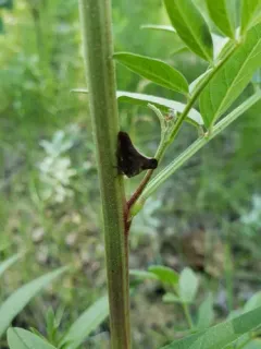 Glossonotus univittatus thumbnail 2