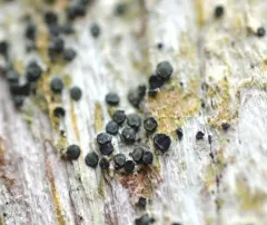 Cresponea chloroconia thumbnail 2