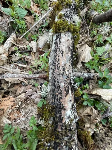 Eutypella cerviculata
