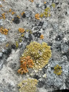 Broken Yolks thumbnail 3