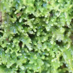 Creeping Fingerwort thumbnail 2