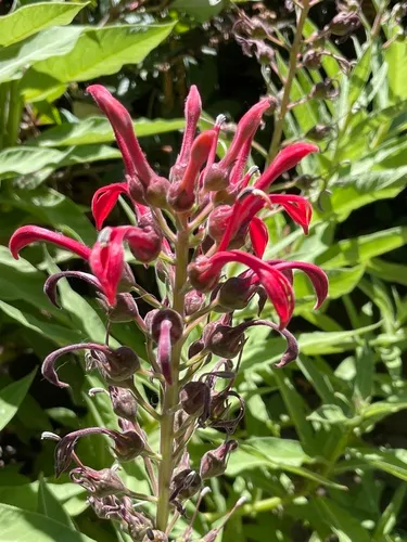 devil's tobacco