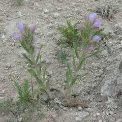 Crested-tongue Beardtongue thumbnail 4