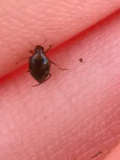 Haliplus immaculicollis thumbnail 2