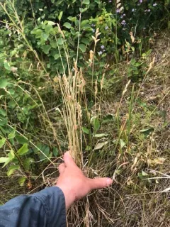 whitescale sedge thumbnail 3