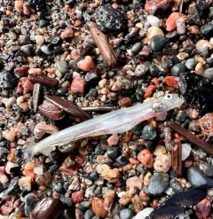 Rainbow Smelt thumbnail 4