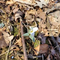 snow trillium thumbnail 2