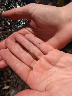 Neglected Fairy Shrimp thumbnail 2