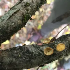 common bird's nest fungus thumbnail 2