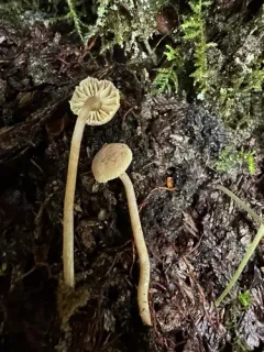 Pseudolaccaria fellea thumbnail 3