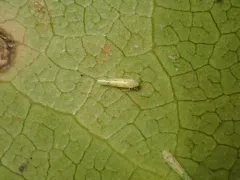 Blackberry Leafhopper thumbnail 4