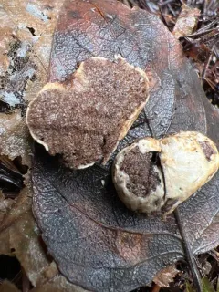 Hymenogaster subalpinus thumbnail 2