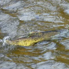 Chinook Salmon thumbnail 2