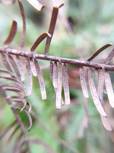 Phacidium lacerum