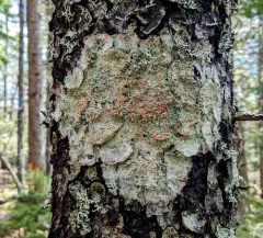 Eastern Ragged-rim Lichen thumbnail 3