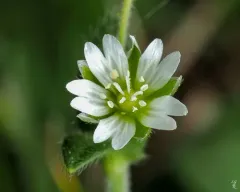 Common mouse-ear chickweed thumbnail 2