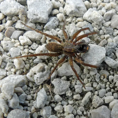 Spurred Secretive Wolf Spider