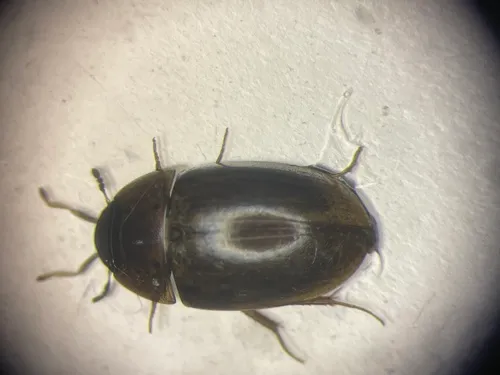 Enochrus ochraceus