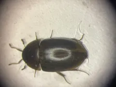 Enochrus ochraceus thumbnail 1