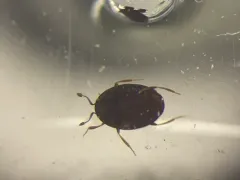 Aeletes politus thumbnail 1