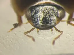 Enochrus hamiltoni thumbnail 1