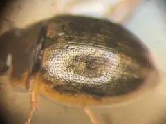 Laccobius spangleri thumbnail 2