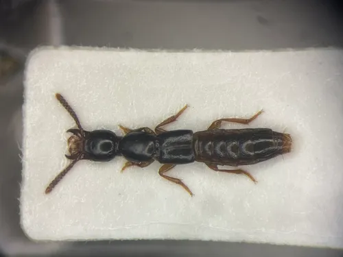 Atrecus americanus
