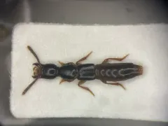 Atrecus americanus thumbnail 1