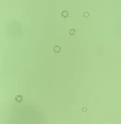 Stephanosphaera pluvialis thumbnail 2